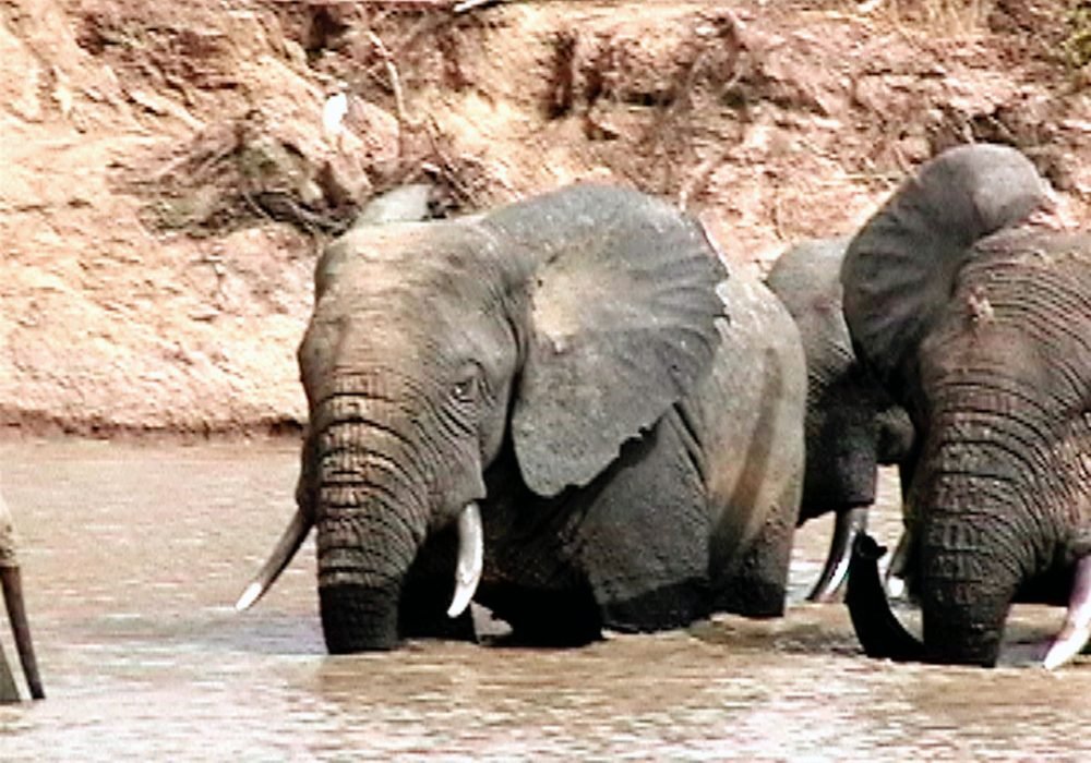 Mole National Park
